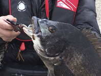 須一選手の釣果